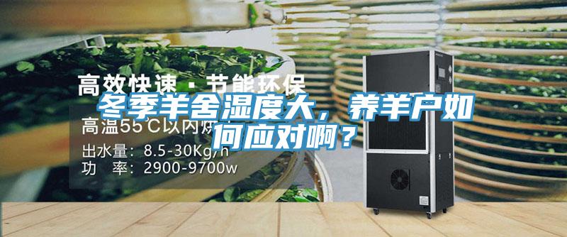 冬季羊舍濕度大，養(yǎng)羊戶如何應對??？